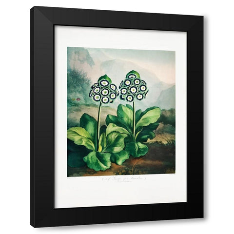 A Group of Auriculas from The Temple of Flora 2 (1807) Black Modern Wood Framed Art Print with Double Matting by Pictufy