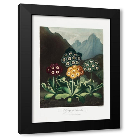 A Group of Auriculas from The Temple of Flora (1807) Black Modern Wood Framed Art Print by Pictufy