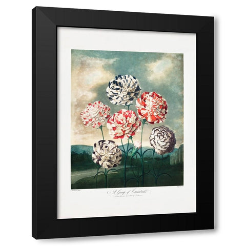 A Group of Carnations from The Temple of Flora (1807) Black Modern Wood Framed Art Print by Pictufy
