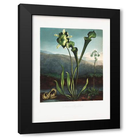 American Bog Plants from The Temple of Flora (1807) Black Modern Wood Framed Art Print with Double Matting by Pictufy
