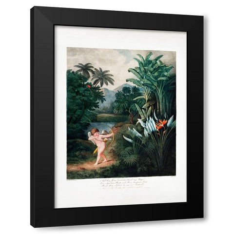 Cupid Inspiring Plants with Love from The Temple of Flora (1807) Black Modern Wood Framed Art Print by Pictufy