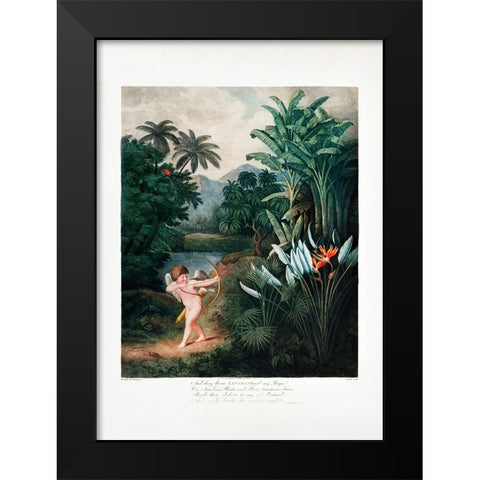 Cupid Inspiring Plants with Love from The Temple of Flora (1807) Black Modern Wood Framed Art Print by Pictufy