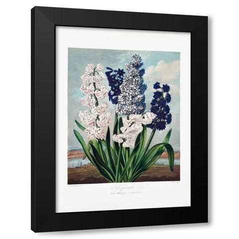 Hyacinths from The Temple of Flora (1807) Black Modern Wood Framed Art Print with Double Matting by Pictufy