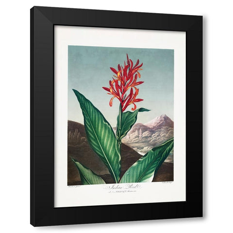 Indian Reed from The Temple of Flora (1807) Black Modern Wood Framed Art Print with Double Matting by Pictufy
