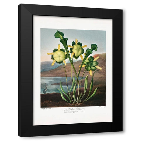 Pitcher Plant from The Temple of Flora (1807) Black Modern Wood Framed Art Print by Pictufy