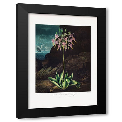 The American Cowslip from The Temple of Flora (1807) Black Modern Wood Framed Art Print with Double Matting by Pictufy