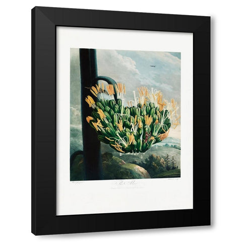 The Aloe from The Temple of Flora (1807) Black Modern Wood Framed Art Print with Double Matting by Pictufy