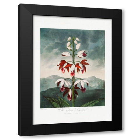 The Chinese Limodoron from The Temple of Flora (1807) Black Modern Wood Framed Art Print by Pictufy