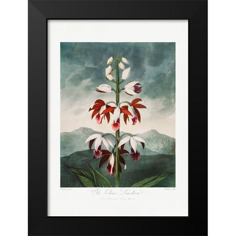 The Chinese Limodoron from The Temple of Flora (1807) Black Modern Wood Framed Art Print by Pictufy