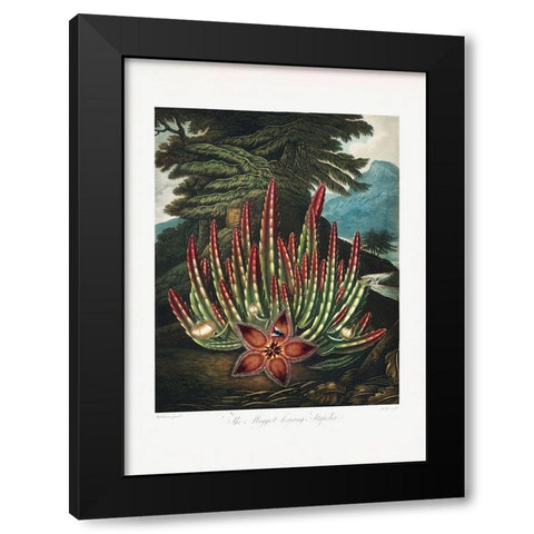 The MaggotaÂ€Â“Bearing Stapelia from The Temple of Flora (1807) Black Modern Wood Framed Art Print by Pictufy
