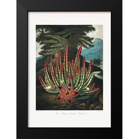The MaggotaÂ€Â“Bearing Stapelia from The Temple of Flora (1807) Black Modern Wood Framed Art Print by Pictufy
