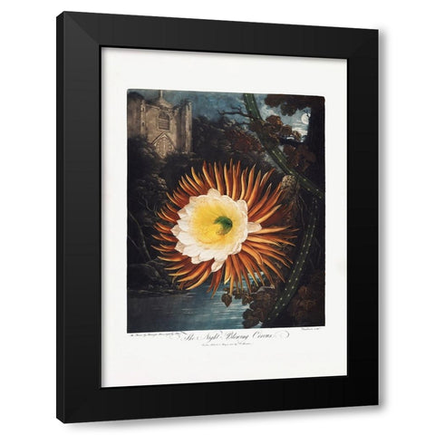 The NightaÂ€Â“Blowing Cereus from The Temple of Flora (1807) Black Modern Wood Framed Art Print with Double Matting by Pictufy