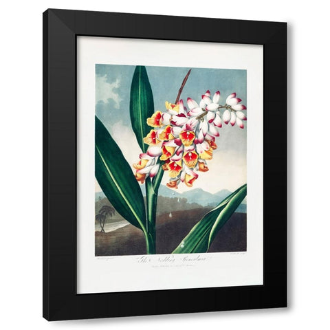 The Nodding Renealmia from The Temple of Flora (1807) Black Modern Wood Framed Art Print with Double Matting by Pictufy