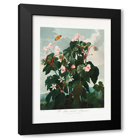 The ObliqueaÂ€Â“Leaved Begonia from The Temple of Flora (1807) Black Modern Wood Framed Art Print with Double Matting by Pictufy