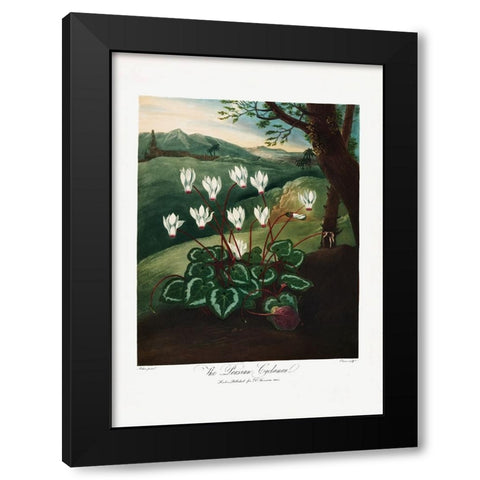 The Persian Cyclamen from The Temple of Flora (1807) Black Modern Wood Framed Art Print with Double Matting by Pictufy