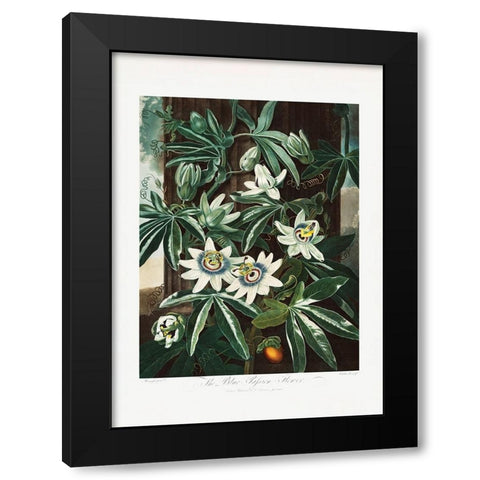 The Passiflora Cerulea from The Temple of Flora (1807) Black Modern Wood Framed Art Print by Pictufy