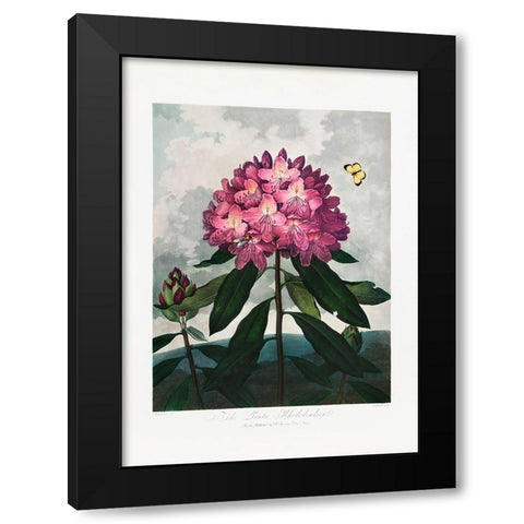The Pontic Rhododendron from The Temple of Flora (1807) Black Modern Wood Framed Art Print with Double Matting by Pictufy
