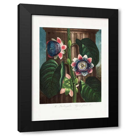 The Quadrangular Passion Flower from The Temple of Flora (1807) Black Modern Wood Framed Art Print by Pictufy