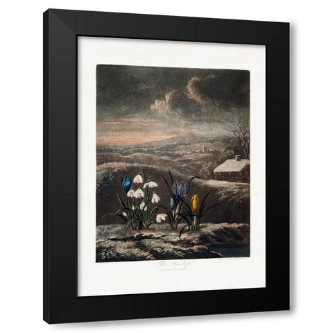The Snowdrops from The Temple of Flora (1807) Black Modern Wood Framed Art Print by Pictufy