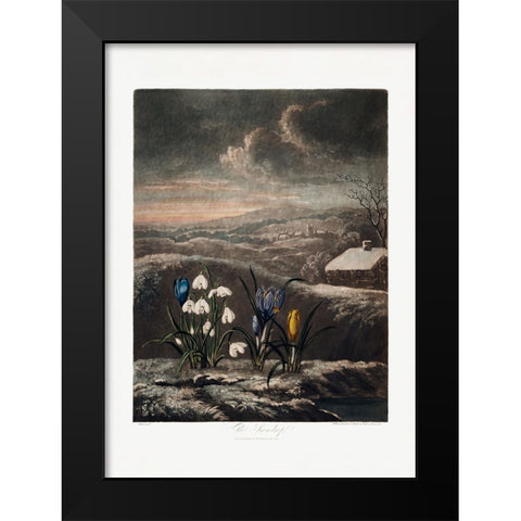 The Snowdrops from The Temple of Flora (1807) Black Modern Wood Framed Art Print by Pictufy
