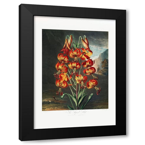 The Superb Lily from The Temple of Flora (1807) Black Modern Wood Framed Art Print by Pictufy