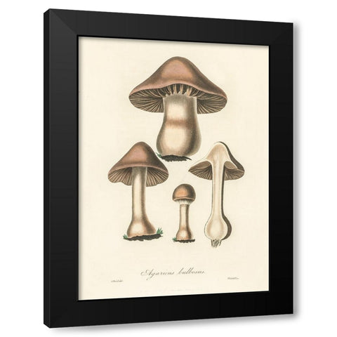 Agaricus Bulbosus Illustration. Medical Botany 1836 Black Modern Wood Framed Art Print by Pictufy