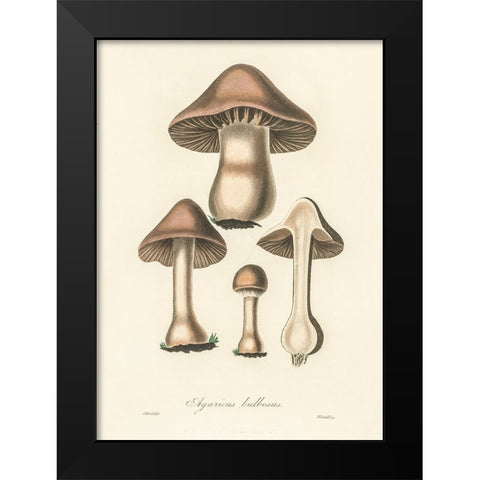 Agaricus Bulbosus Illustration. Medical Botany 1836 Black Modern Wood Framed Art Print by Pictufy