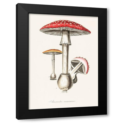 Amanita Muscaria Illustration. Medical Botany 1836 Black Modern Wood Framed Art Print by Pictufy