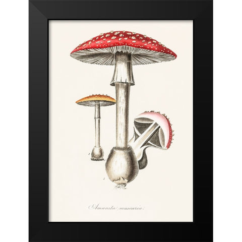 Amanita Muscaria Illustration. Medical Botany 1836 Black Modern Wood Framed Art Print by Pictufy