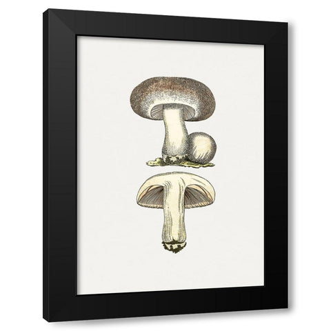 Hand Drawn Field Mushroom Gray Black Modern Wood Framed Art Print with Double Matting by Pictufy