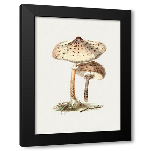 Hand Drawn Parasol Mushroom Black Modern Wood Framed Art Print with Double Matting by Pictufy
