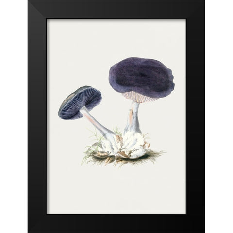Vintage Violet Webcap Mushroom Black Modern Wood Framed Art Print by Pictufy
