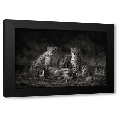 Cheetah Cubs Black Modern Wood Framed Art Print by Moreno, Mario