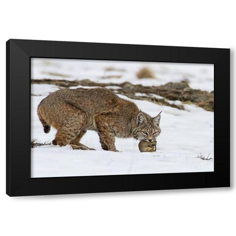 Bob The Cat Black Modern Wood Framed Art Print with Double Matting by Verdon