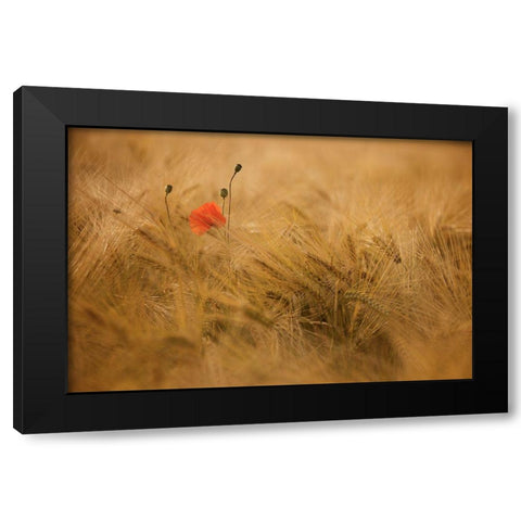 Ephemeral Black Modern Wood Framed Art Print by Draus, Thierry