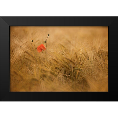 Ephemeral Black Modern Wood Framed Art Print by Draus, Thierry