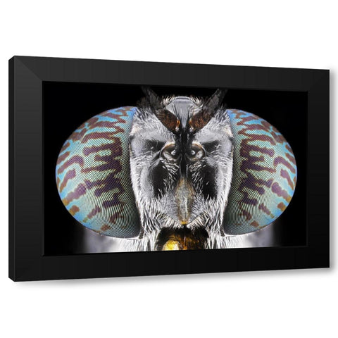 Soldier Fly Black Modern Wood Framed Art Print by Jusa, Donald