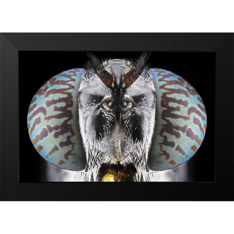 Soldier Fly Black Modern Wood Framed Art Print by Jusa, Donald