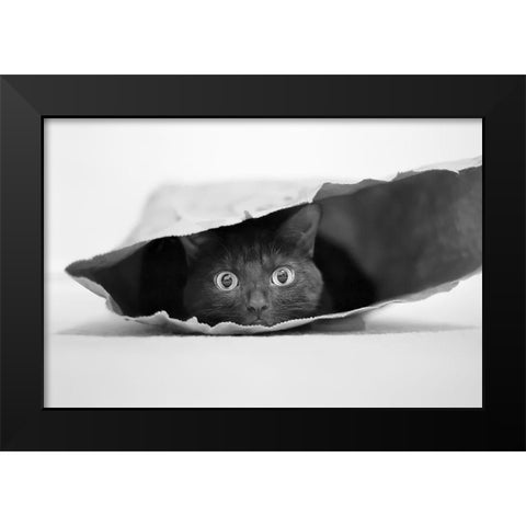 Cat In A Bag Black Modern Wood Framed Art Print by Holthuysen, Jeremy