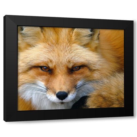 Foxy Lady Black Modern Wood Framed Art Print by Turgeon, Alain