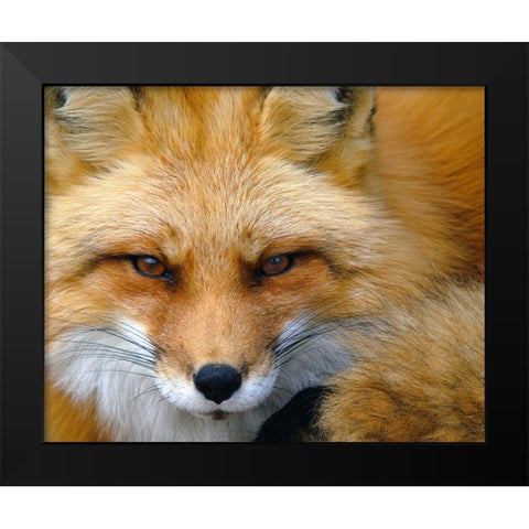 Foxy Lady Black Modern Wood Framed Art Print by Turgeon, Alain