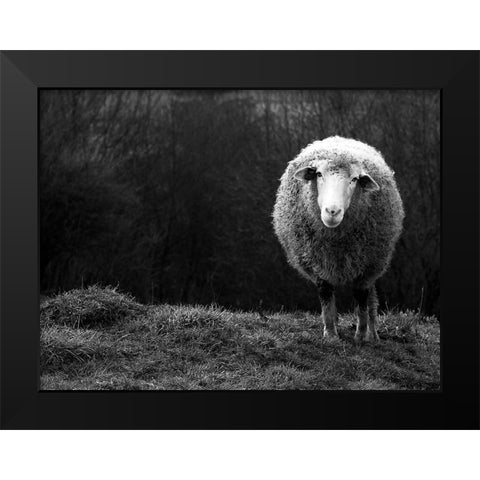 Wondering Sheep Black Modern Wood Framed Art Print by Ajven