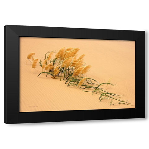 Pampas Grass In Sand Dune Black Modern Wood Framed Art Print by Bostek, Carl
