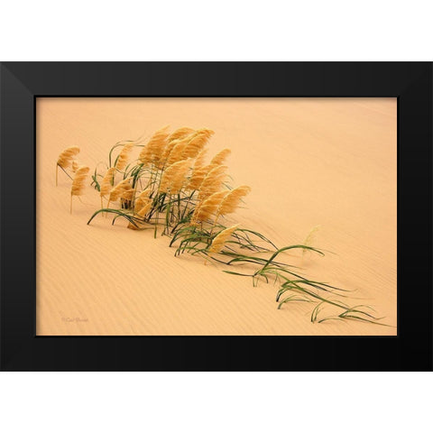 Pampas Grass In Sand Dune Black Modern Wood Framed Art Print by Bostek, Carl