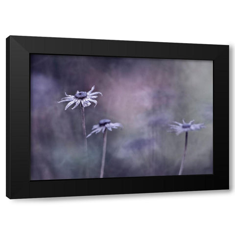 End Of Season Black Modern Wood Framed Art Print with Double Matting by Heemskerk, Bernadette