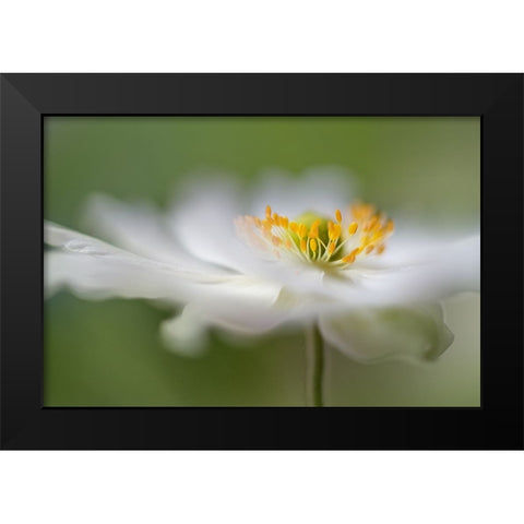 White Anemone Black Modern Wood Framed Art Print by Disher, Mandy