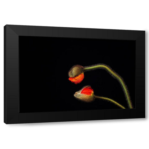 Tango Argentino Black Modern Wood Framed Art Print with Double Matting by Droste, Holger