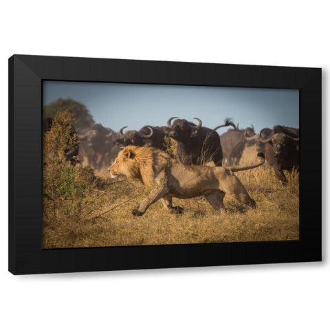 Running For His Life Black Modern Wood Framed Art Print with Double Matting by Meijlaers, Marc