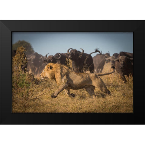 Running For His Life Black Modern Wood Framed Art Print by Meijlaers, Marc