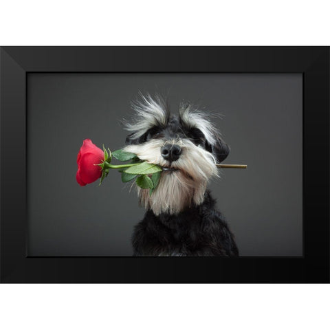 Tango Dancer Black Modern Wood Framed Art Print by Mahmutovic, Adnan